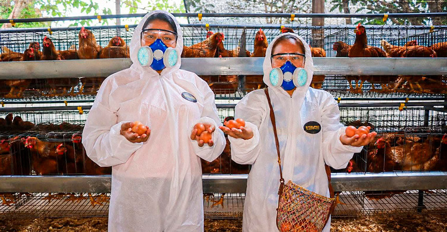 Proyecto de gallinas de postura incrementará producción de huevos en Putumayo Loreto Perú