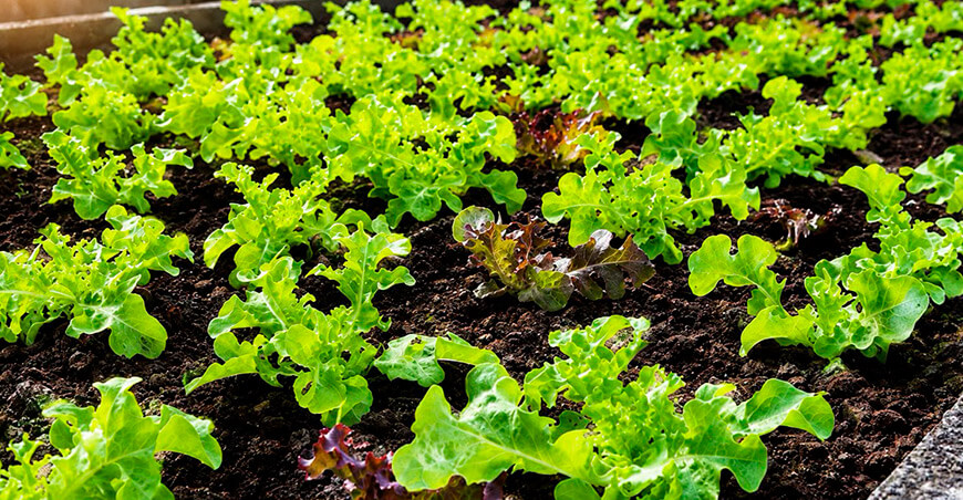 Construyen viveros para potenciar la producción de hortalizas ecológicas Anchonga Huancavelica Perú