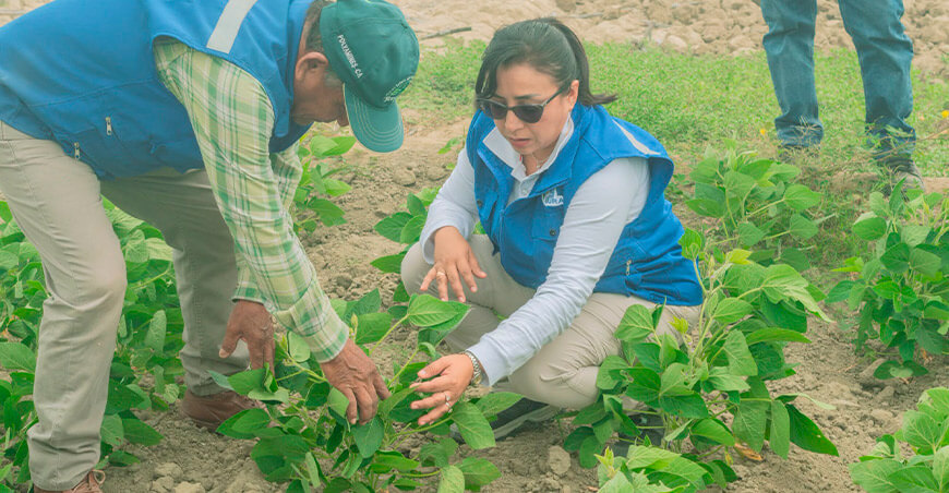 Introducen la soya como nueva alternativa productiva en el Bajo Piura Perú