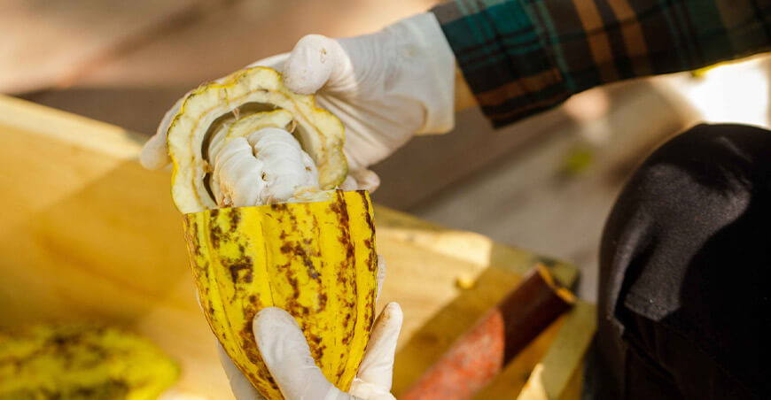 cultivo cacao normas técnicas Inacal Perú
