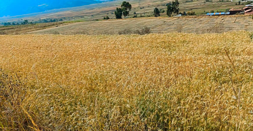 Evalúan adaptación del forraje triticale en zonas altoandinas de Apurímac