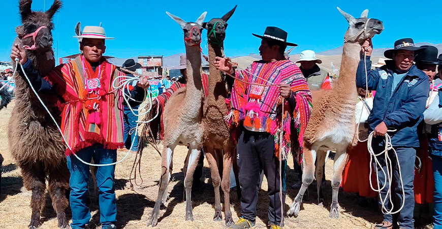 Lanzan Proyecto Llamas Puno Perú