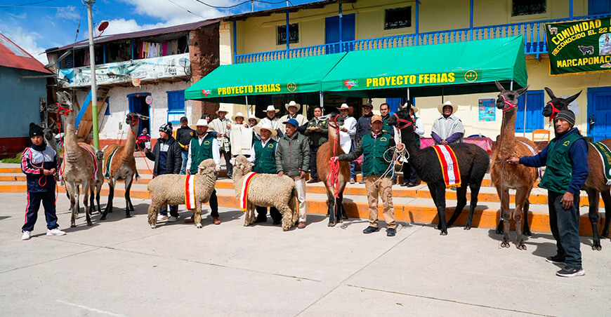 llamas Feria Agropecuaria, Artesanal y Gastronómica Marcapomacocha Yauli Junín Perú