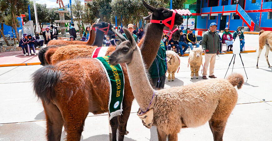 llamas Feria Agropecuaria, Artesanal y Gastronómica Marcapomacocha Yauli Junín Perú