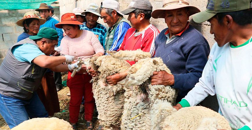 Proyecto Ovinos Norte inicia mejoramiento genético de ganado ovino en Inchupalla Puno Perú