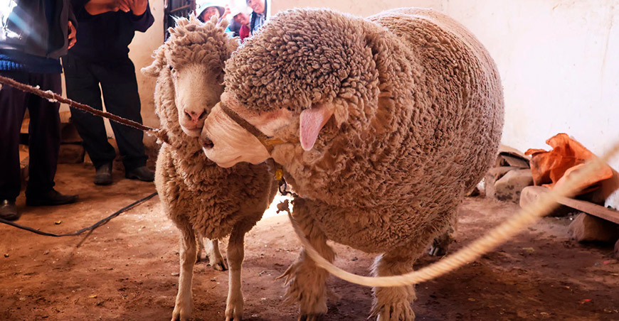 Proyecto Ovinos Norte inicia mejoramiento genético de ganado ovino en Inchupalla Puno Perú