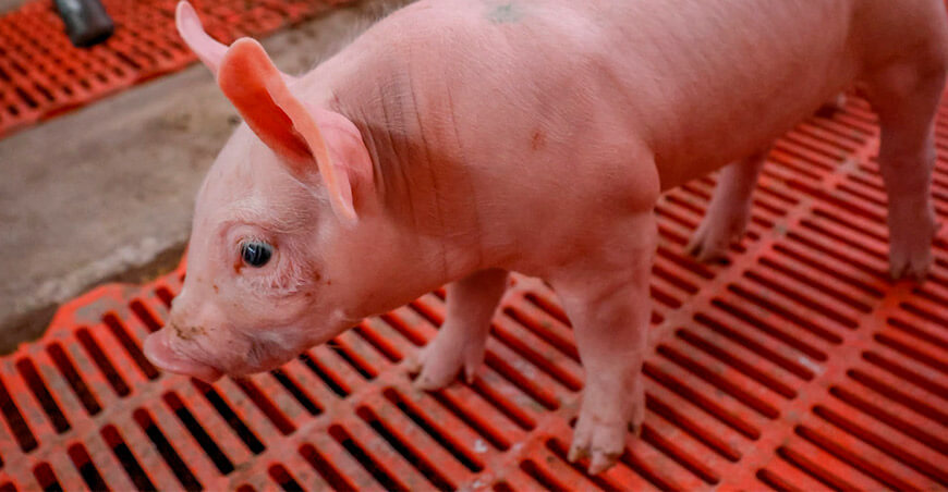 Inseminación artificial duplica nacimiento de porcinos raza Pietrain Alemán en San Antonio Moquegua Perú