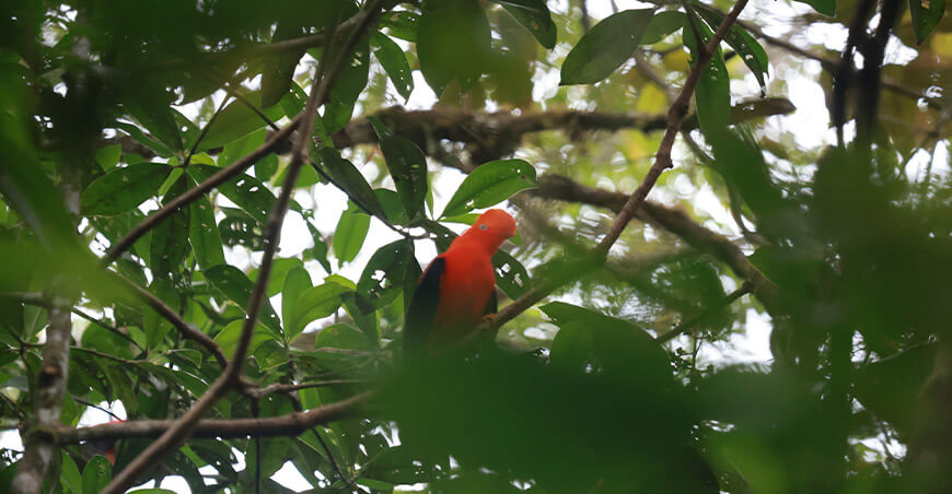 Sacha Causay: el bosque que protege el agua y la biodiversidad de la Selva Central Osinfor Perú 