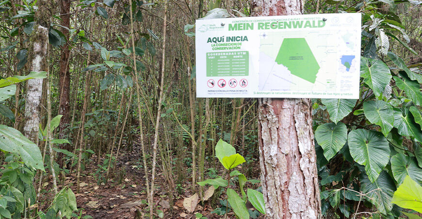 Sacha Causay: el bosque que protege el agua y la biodiversidad de la Selva Central Osinfor Perú
