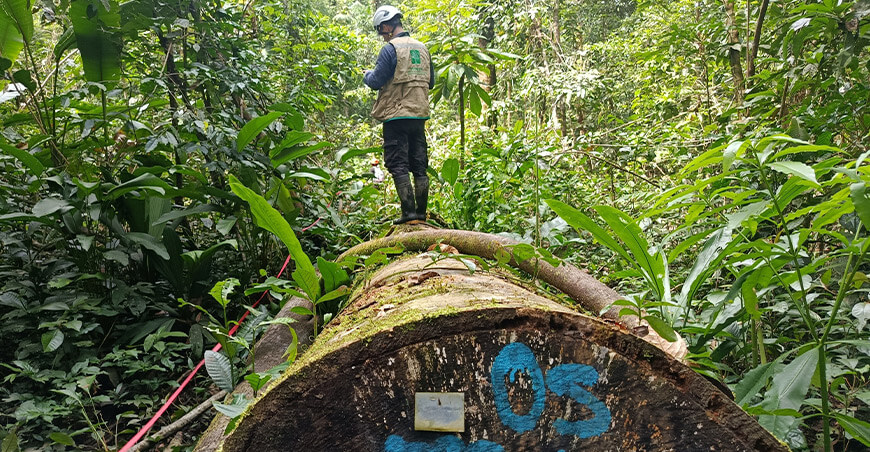 Supervisión forestal redujo en más del 99% el reporte de árboles fantasma en Loreto Osinfor Perú