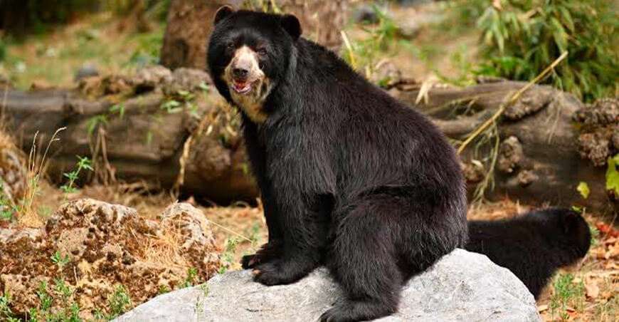 Inician estudio para recuperar las poblaciones del oso andino en el Perú