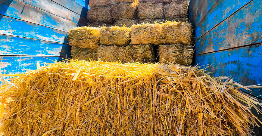 Entregan heno de avena para garantizar alimento del ganado en Achoma Arequipa Perú