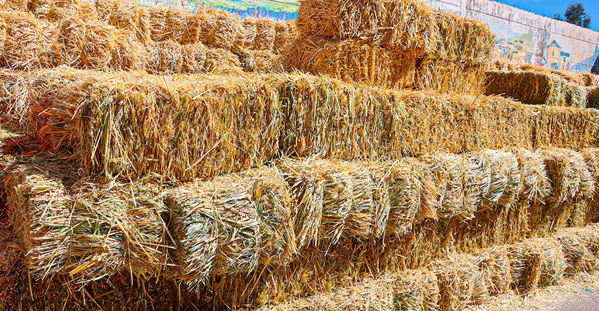 Entregan 1800 pacas de avena para garantizar la alimentación de ovinos y camélidos en Canas Cusco Perú 