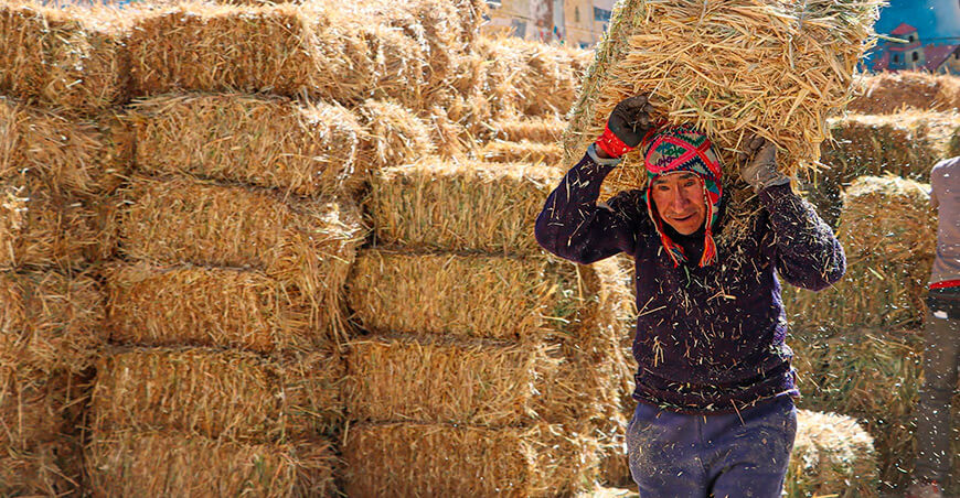 Entregan 1800 pacas de avena para garantizar la alimentación de ovinos y camélidos en Canas Cusco Perú