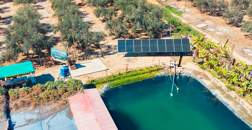 Energía solar mejora la producción de olivo en La Yarada Los Palos Tacna Perú