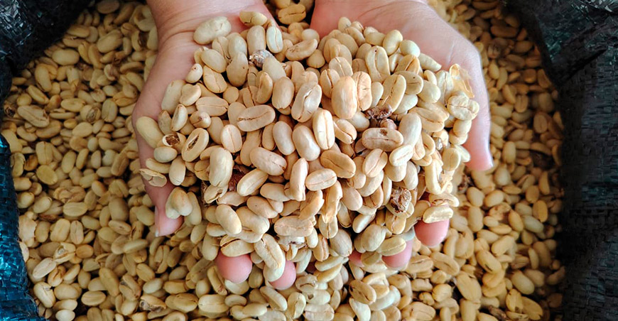 Cooperativa Agraria Yuraq Yacu exportó café hacia Estados Unidos 