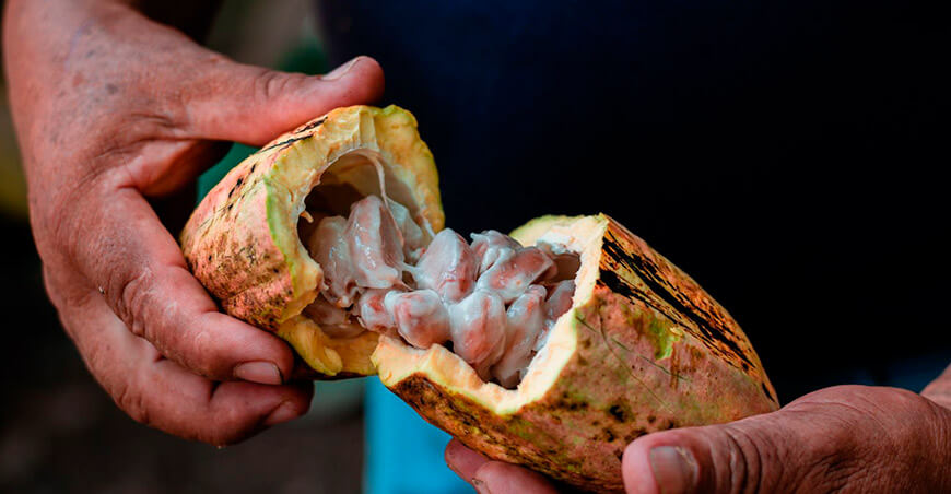 Perú cultivo de cacao peruano