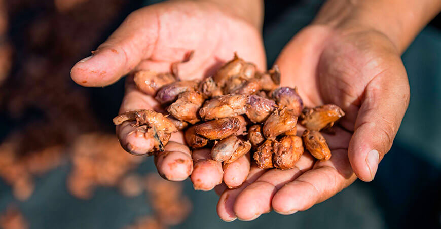 Perú Cusco Cooperativa Agraria Villa Vista Unión Asháninka Ltda. concretó la venta de 15 toneladas de cacao fino de aroma con destino a Europa