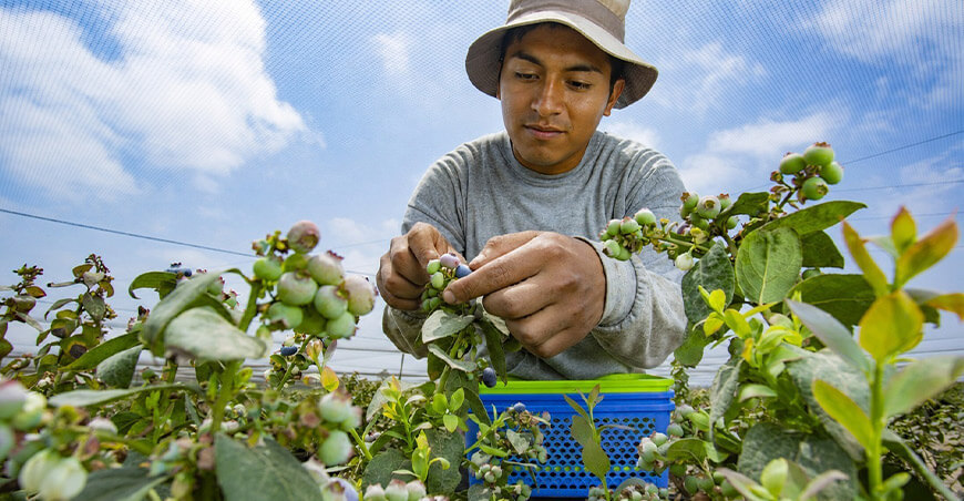 Perú exportación arándanos peruanos