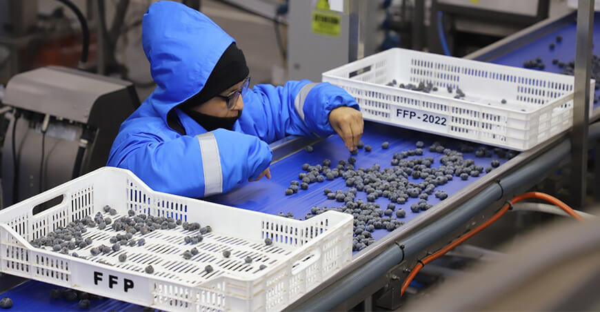 Perú exportación de arándanos peruanos