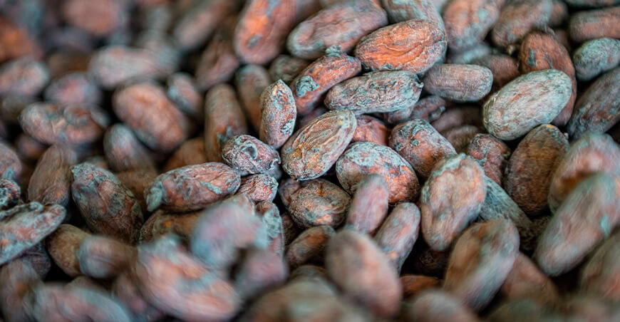 Perú Cusco Cooperativa Agraria Villa Vista Unión Asháninka Ltda. concretó la venta de 15 toneladas de cacao fino de aroma con destino a Europa