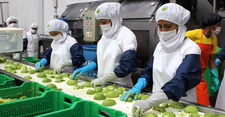 Perú exportación palta peruana envasada