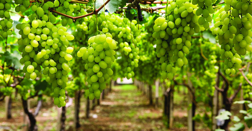 Perú exportación uvas peruanas