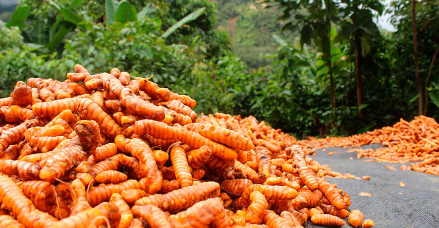 Vraem avanza hacia la certificación orgánica de la cúrcuma peruana