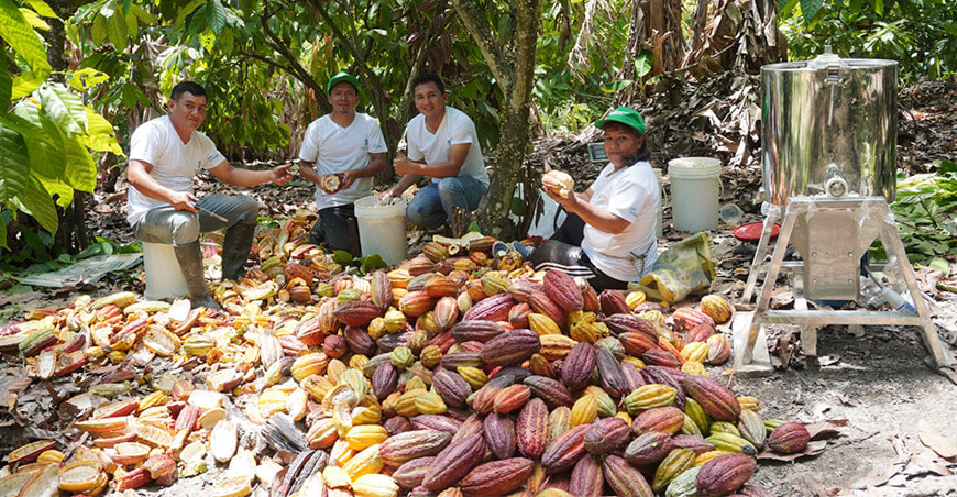 Perú productores de cultivo de cacao peruano