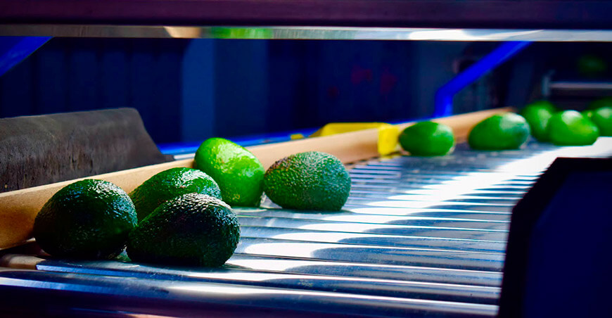 Perú Tacna Productores del Valle de Cinto alistan su primera exportación de palta Hass a Chile
