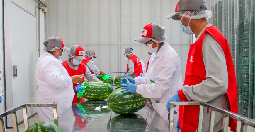 Planta de packing del GORE Moquegua dinamiza la agroexportación regional exportación sandía Perú