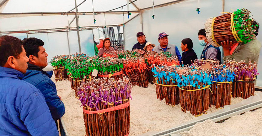 Entregan plantones de vid de calidad para mejorar la producción vitivinícola Tacna Perú