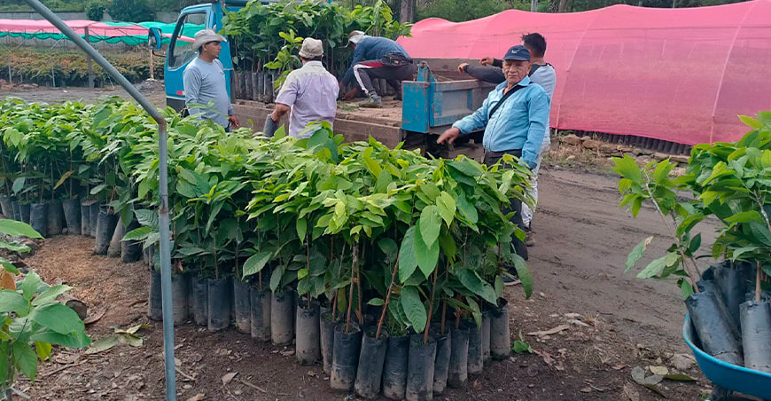 plantones de cacao Chuncho en Maranura Cusco Perú