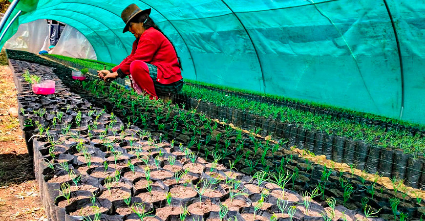 reforestación en Vilcas Huamán Ayacucho PESCS Perú