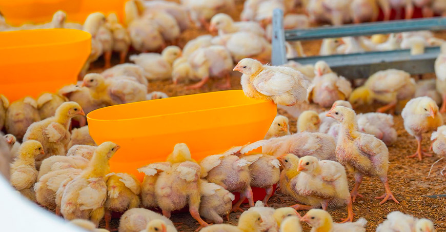 Procompite impulsa la producción de carne de pollo en Chen Chen Moquegua Perú