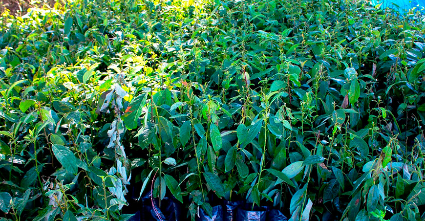 Procompite impulsa la expansión del cultivo de palto en Puquina Moquegua Perú 