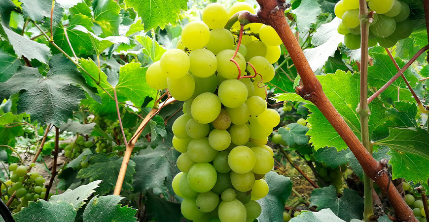 Perú cultivo de uvas 