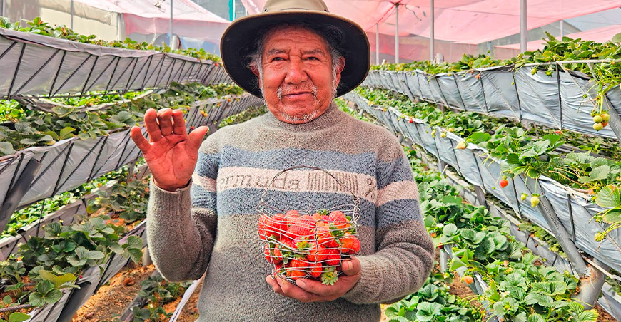 Tecnifican cultivo de fresa en Aymas Alta Apurímac Perú