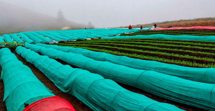 reforestación producción plantones pino Cajamarca