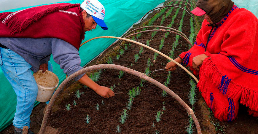 reforestación producción plantones pino Cajamarca 