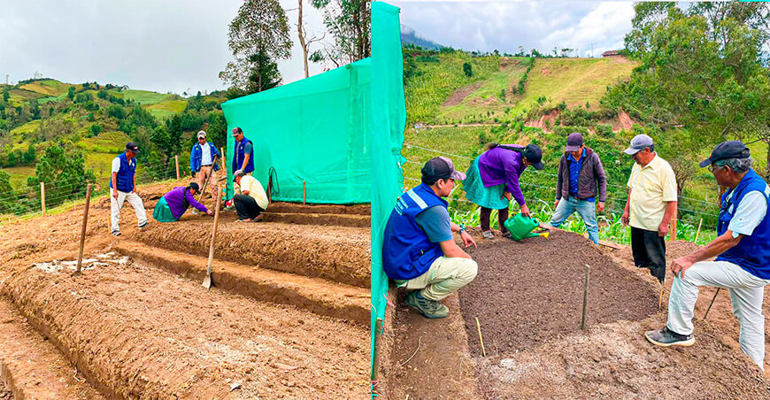 Producirán 1000 plántulas de repollo Corazón Buey en Quinchayo Alto Piura Perú
