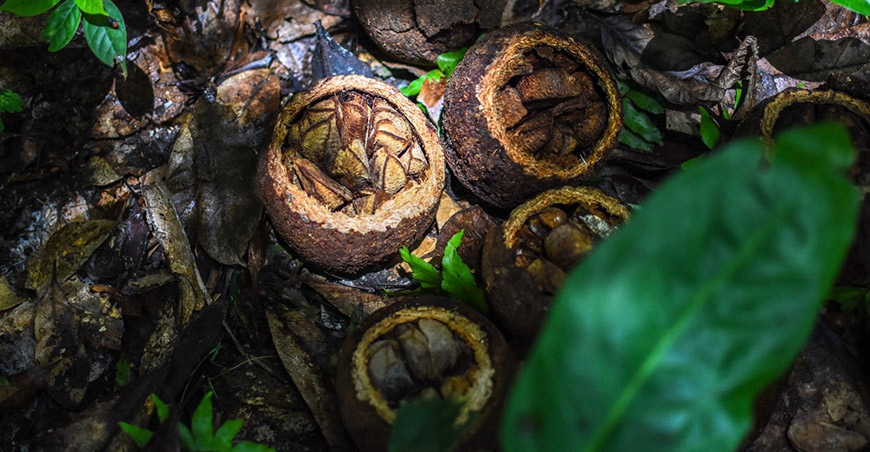 producción sostenible castañas Madre de Dios Perú