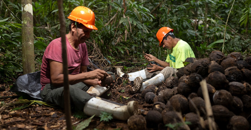 producción sostenible de castaña Madre de Dios Perú
