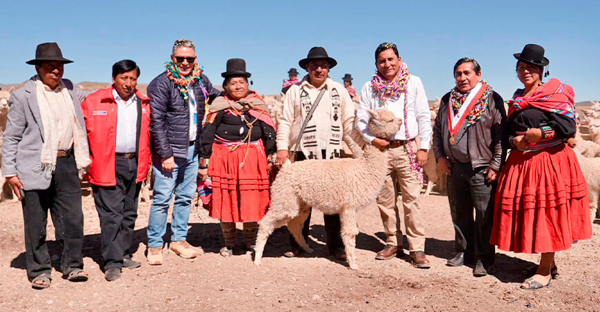 Lanzan proyecto para impulsar la cadena de valor de la fibra de alpaca en el sur del Perú