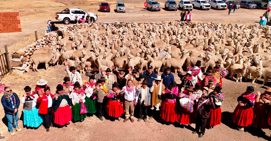 Lanzan proyecto para impulsar la cadena de valor de la fibra de alpaca en el sur del Perú