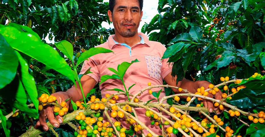 productor de café de Río Tambo Junín Perú