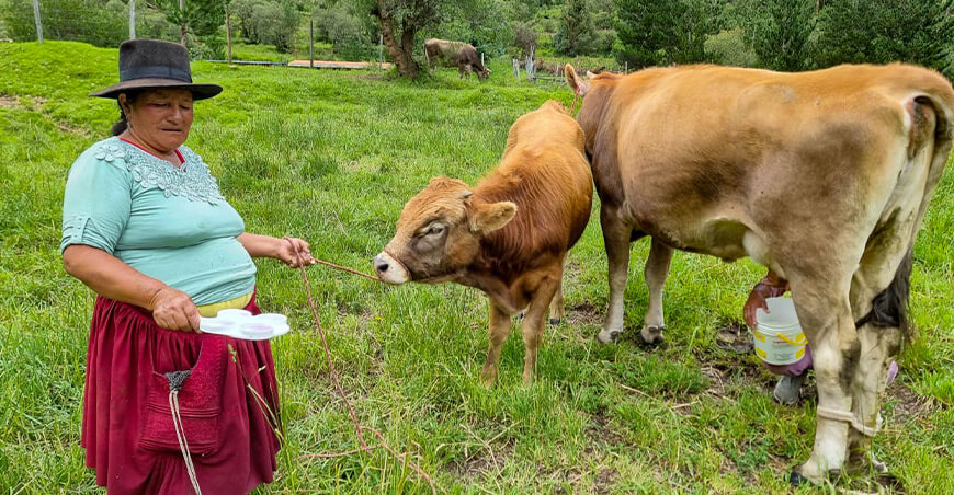 productora ganadería bovina láctea producción de leche Perú