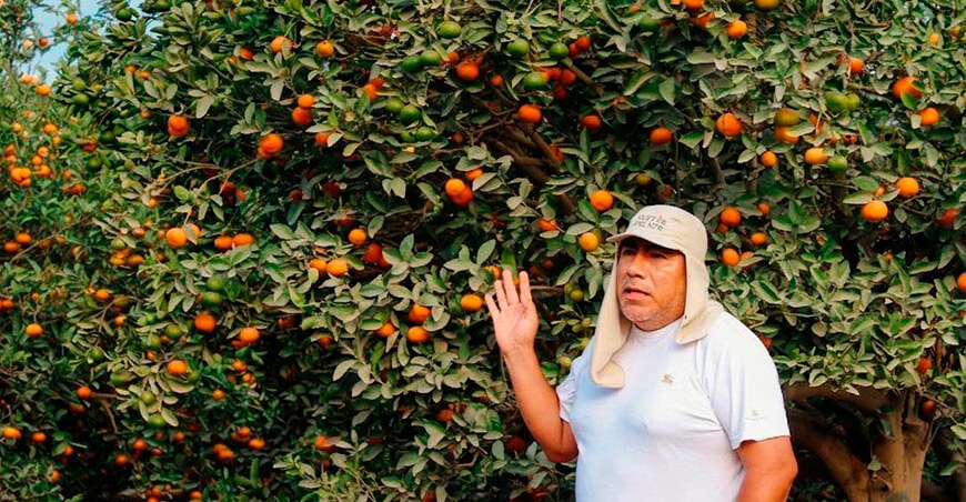 Productores de Tacna realizaron pasantía técnica en fundos citrícolas de Lima y Huaura