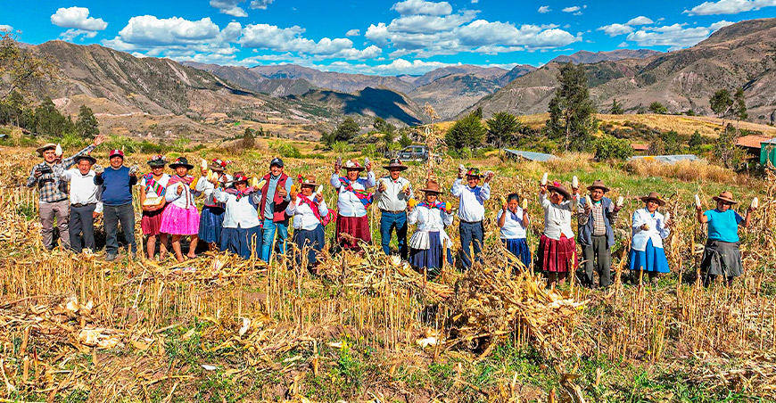 Comunidad campesina de Anansaya preserva tradicional challcheo de maíz Cusco Perú