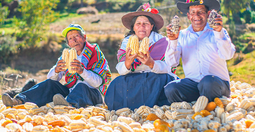 Comunidad campesina de Anansaya preserva tradicional challcheo de maíz Cusco Perú
